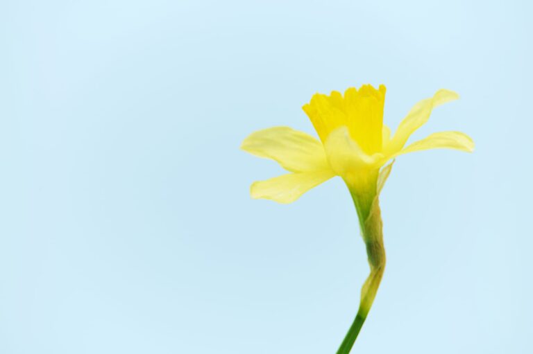 Free business advertising. Daffodil against a blue sky background